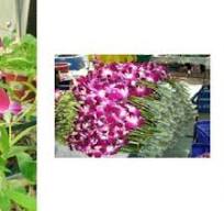 Flowering Dendrobium plants and flower packaging | Download ...