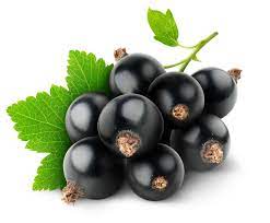 Blackcurrants are an incredible superfruit! Black Currant By Capella S Silverline
