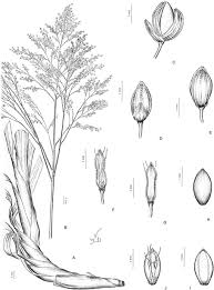 Image result for Danthoniopsis dinteri