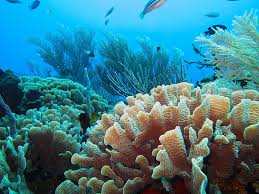 We did not find results for: Hd Wallpaper Coral High Resolution Desktop Backgrounds Underwater Sea Wallpaper Flare