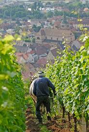 Vendanges Vin Alsace Drinkalsace Http Www Facebook Com Photo Php Fbid 263743503745909 A 260778737375719 589 Paysage France Belle France Vignoble Francais