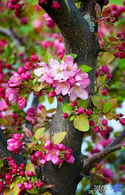 Check spelling or type a new query. Flowering Crabapple Tree Fiori Primaverili Coltivare I Fiori Piantare Alberi