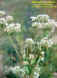 Image result for Mikania