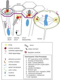 Image result for Centrostigma