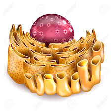 Resultado de imagen para RetÃ­culo EndoplasmÃ¡tico