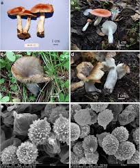 Image result for Russula perlactea