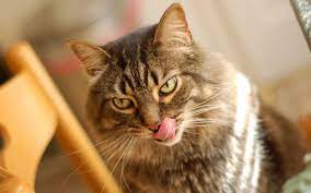 kot chihaet vozmozhnye prichiny i chto delat blog vetkliniki belanta