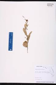 Image result for Tragia shirensis