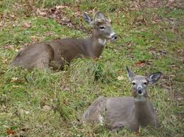 Download 43 buck animal icons. White Tailed Deer Squam Lakes Natural Science Center