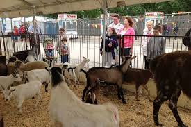 Celebrate at shlomo's exotic animal experience or bring the animals to you. Pony Ride Insurance Petting Zoo Insurance Allen Financial Insurance