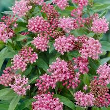 Support Your Pollinators Pre Planned Garden Asclepias Asclepias Incarnata Swamp Milkweed