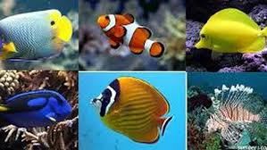Berikut yang harus kamu perhatikan. Madiun Aquatic Toko Ikan Hias Air Tawar Dan Laut Aquarium