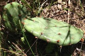 Prickly pear cactus is grown by planting a prickly pear seed in a cactus patch, requiring level 76 farming. City S Last Wild Prickly Pear Cacti Live In Secret On Far Southeast Side Hegewisch Chicago Dnainfo