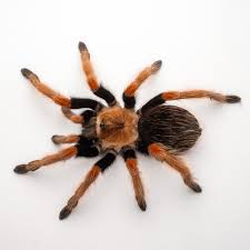 Image result for Barleria boehmii