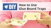Real kill household pest glue boards. Bug Glue Board Caught Something A Little More Youtube