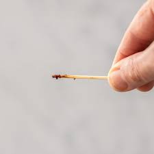 2 when you insert a toothpick 1 inch away from the edge of the pan and it comes out clean, your brownies are ready to come out of the oven. How To Make Perfect Brownies Get All The Tips Here Sugar Salt Magic