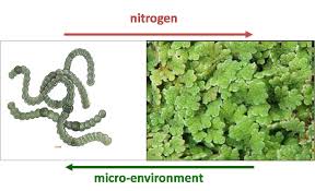 Image result for Azolla