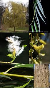 Image result for Salix babylonica