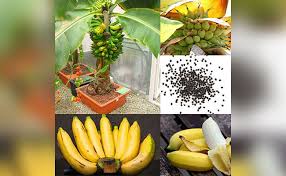 A Mini Guide To Grow Bananas In Pot At Home