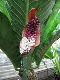 Image result for Anchomanes