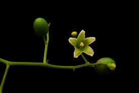 Image result for Cayaponia