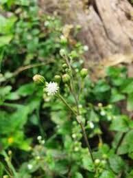 Image result for Adenostemma mauritianum