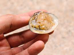 See full list on wikihow.com How To Shuck Clams 12 Steps With Pictures Wikihow