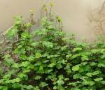 Image result for Marsileaceae