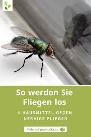 4 Hausmittel Gegen Fliegen Naturlich Und Effektiv Hausmittel Gegen Fliegen Hausmittel Fliegen