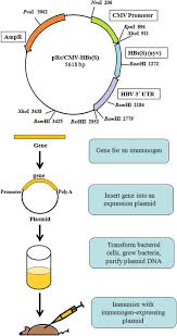 Dna Vaccine An Overview Sciencedirect Topics Modern advances in genetics and recombinant dna, or rdna, technology have enabled scientists to create vaccines that no longer have the potential to cause disease.