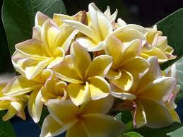 The Frangipani Hut Supplying Tropical Frangipani Plumeria Plants And Flowers In New Zealand Nz
