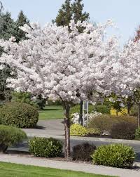 Mount Fuji Japanese Flowering Cherry Monrovia Mount Fuji Japanese Flowering Cherry Cherry Trees Garden Garden Trees Japanese Tree