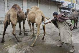 The reason urine exists at all is to gey rid of all the bad stuff you have ingested that would kill you if you making urine taste good is more of a psychological process than a physical one, however the consumption of foods like asparagus, broccoli. This Is Why People Drink Camel Urine Metro News