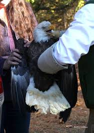 Rehabilitated eagle flies its way to freedom in Va. (Photos)