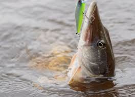 Greenslade sunday world's investigative journalism vindicated by judge. Jack The Lad For Top Pike Sunday World Fishing In Ireland Catch The Unexpected