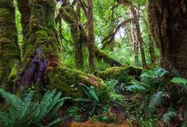 Conceitos b&aacute;sicos em ecologia - Biologia Net