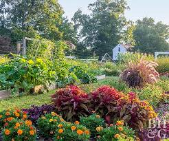 You can plant it together with other vegetables and fruits such as. Vegetable Gardens That Look Great Better Homes Gardens