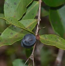 Image result for Carissa tetramera