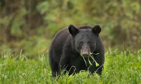 100% buyer guaranteed, secure marketplace. Black Bear Defenders Of Wildlife