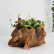 Agac Koku Sukulent Saksi Kalibi Sukulent Saksi Mumlar