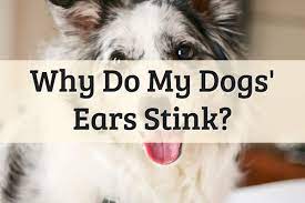 5 Reasons Why A Dogs Ear To Stink Smell Bad 2021 Remedy