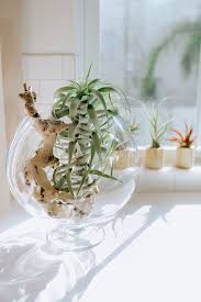 Image result for Tillandsia