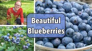 Ripens in late june to early july. Blueberries Planting Growing And Harvesting Blueberries At Home The Old Farmer S Almanac