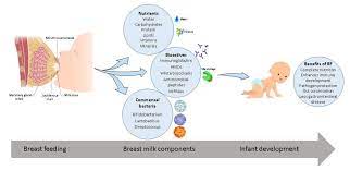 Nutrients Free Full Text Breast Milk A Source Of Beneficial Microbes And Associated Benefits For Infant Health Html