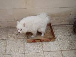 How To Litter Box Train A Dog Dog Training Cat Training Training Your Dog