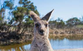 It's also a superior opportunity to study animals and their habitats due to the many different australian species. A List Of Australian Outback Animals Found In The Opal Fields Opal Auctions