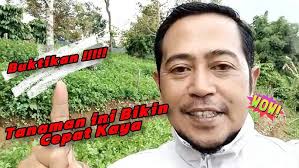 Perawatan Seledri Umur 10 HST