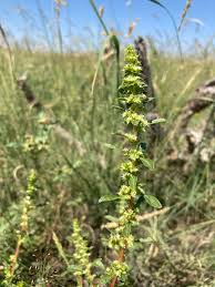 Image result for Amaranthus praetermissus