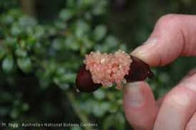 The australian finger lime tree is also highly productive and grows vigorously in a wide range of climate conditions. Growing Finger Limes Sustainable Gardening Australia