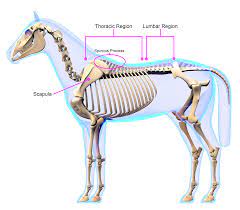To me, that second picture is wrong enough to hurt my eyes a little; Why Saddle Fit Matters The Anatomy Under The Perfect Fit Flair Strips